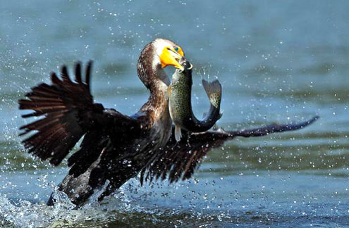 cormorant eating fish 1.jpg